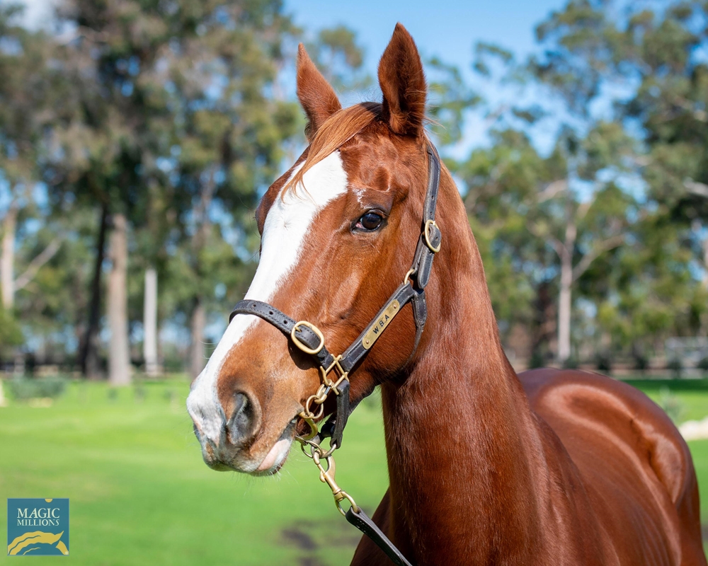 2024 Perth Winter Thoroughbred Sale Lot 118 Deep Field (AUS